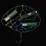 Brain