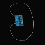 Kidney
