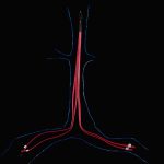 Vein